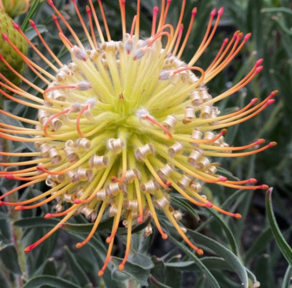 Leucospermum Carnival rtm Sunrise