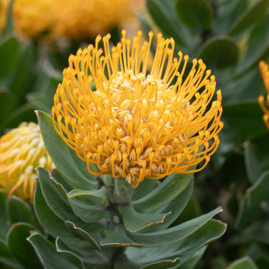 Leucospermum 'Carnival rtm Yellow'