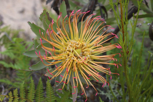 Leucospermum Catherinae