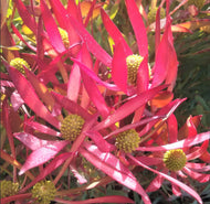 Leucadendron Cheeky