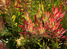 Load image into Gallery viewer, Leucadendron Cheeky
