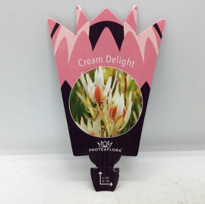 Leucadendron Cream Delight