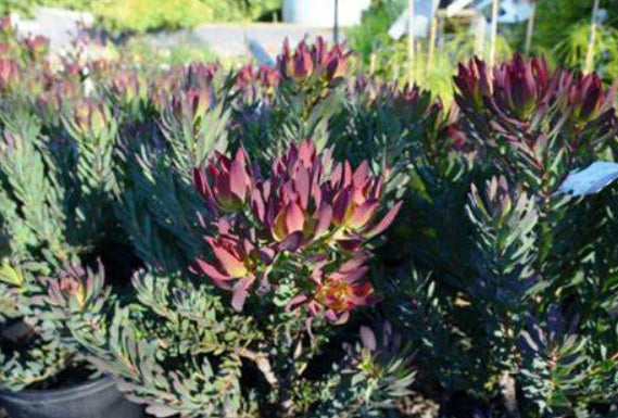 Leucadendron salignum Devils Blush