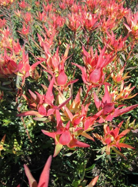 Leucadendron eucalyptifolia Deacon Red