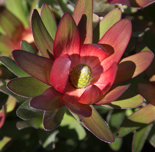Leucadendron Fantasy Sunset