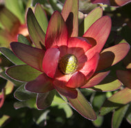 Leucadendron Fantasy Sunset