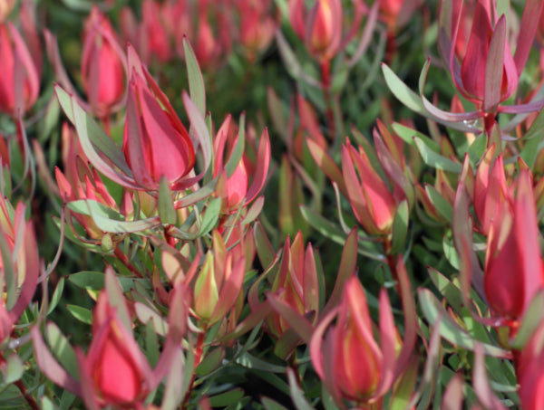 Leucadendron Harlequin