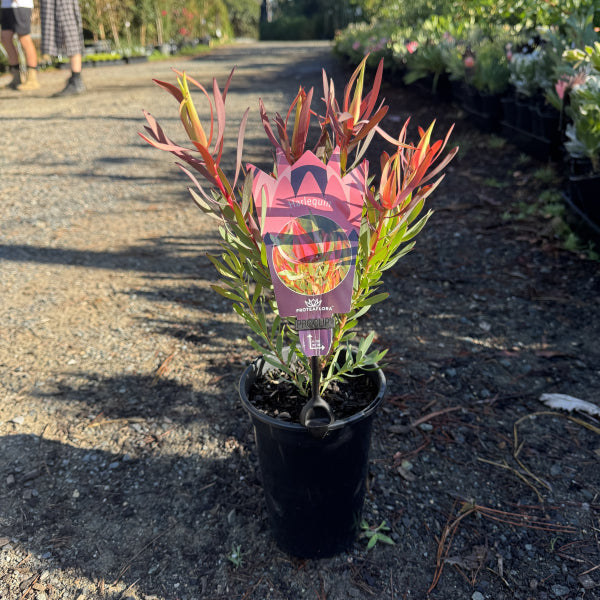 Leucadendron Harlequin