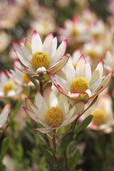 Leucadendron Harvest