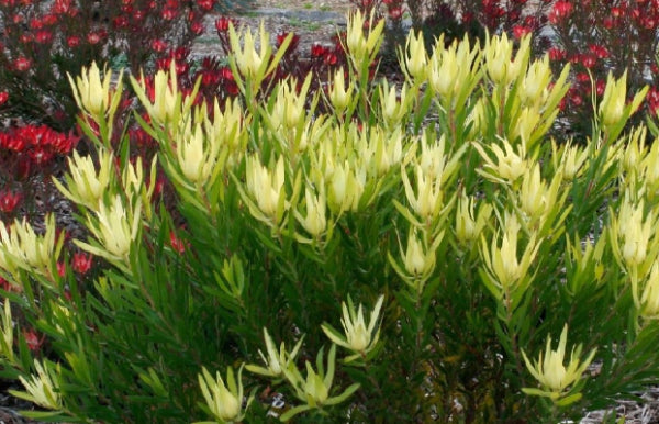 Leucadendron Inca Gold