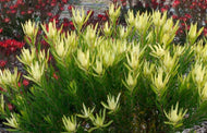 Leucadendron Inca Gold
