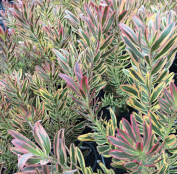 Leucadendron Jester