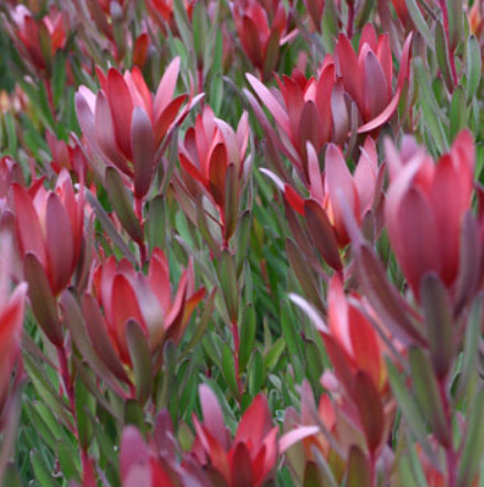 Leucadendron Jolly Joker