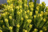 Leucadendron laureolum Winter Gold