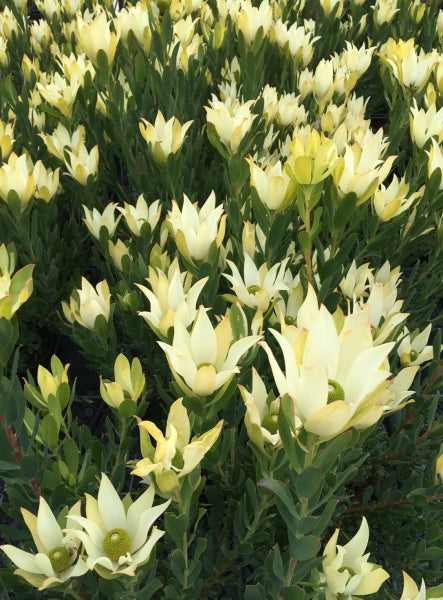 Leucadendron Lime Magic