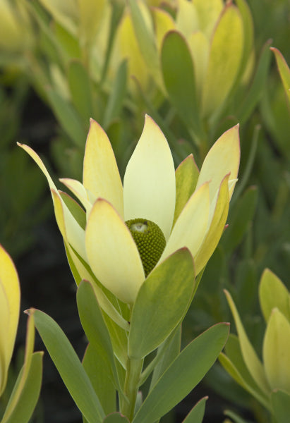 Leucadendron Lime Magic