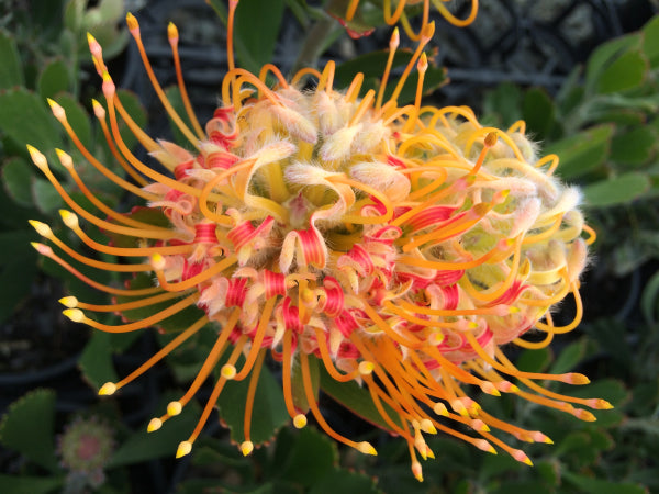 Leucospermum 'Mardi Gras® Petite'