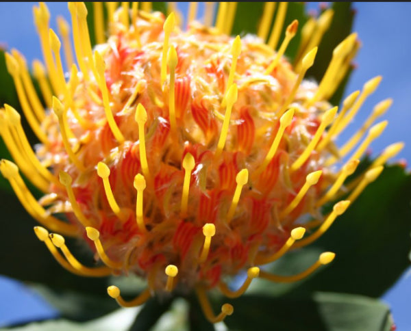 Leucospermum Mardi Gras Ribbons