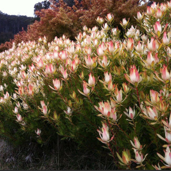 Leucadendron Maui Sunset