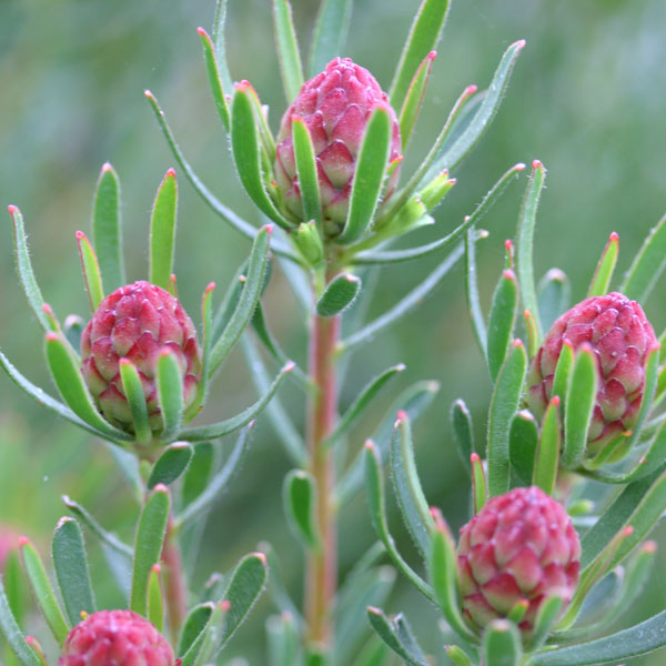 Leucadendron modestum Strawberry Fair