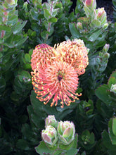 Load image into Gallery viewer, Leucospermum &#39;Carnival® Coast&#39;
