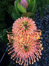 Load image into Gallery viewer, Leucospermum &#39;Carnival® Coast&#39;
