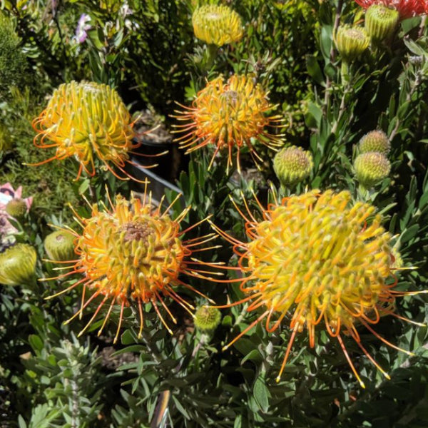 Leucospermum Phoenix Rising