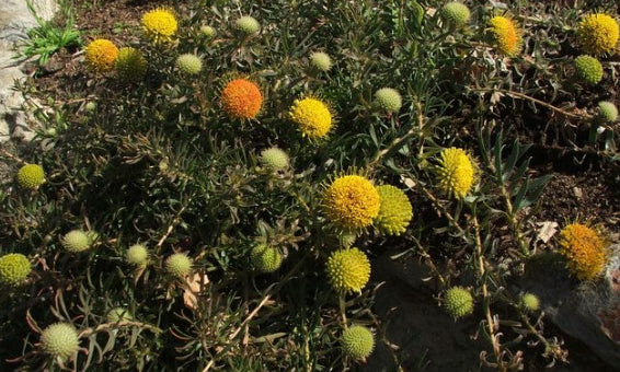 Leucospermum prostratum