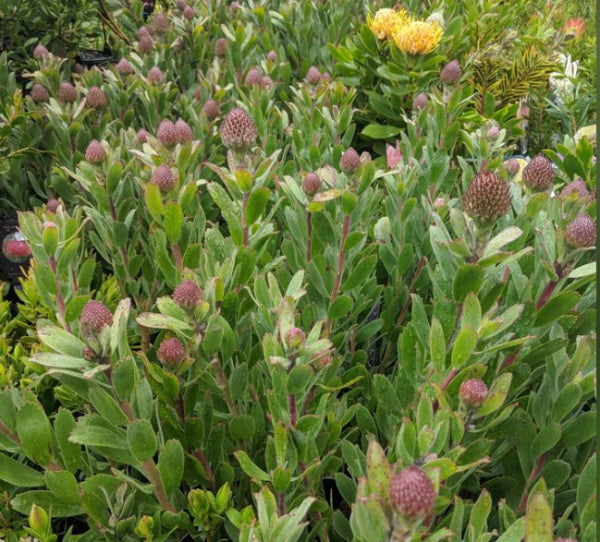 Leucospermum Red Phantom