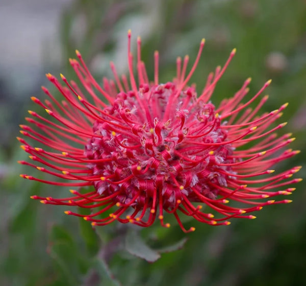 Leucospermum Red Phantom