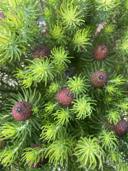 Leucadendron 'Sacred Cone'