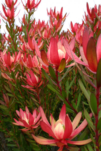 Leucadendron 'Safari Sunset'