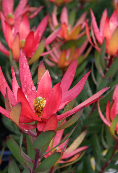 Leucadendron 'Safari Sunset'