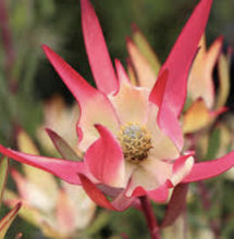 Load image into Gallery viewer, Leucadendron salignum Amy
