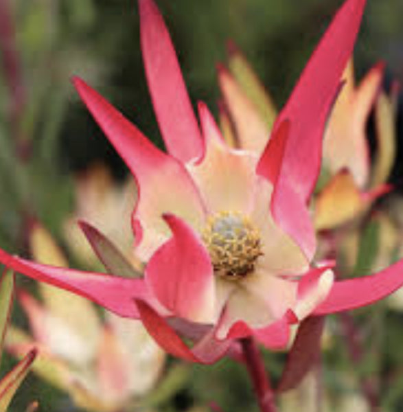 Leucadendron salignum Amy