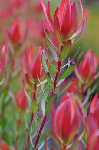 Leucadendron salignum Amy