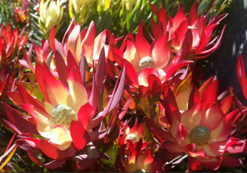 Leucadendron salignum Red Devil
