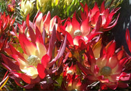 Leucadendron salignum Red Devil