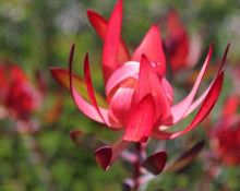 Load image into Gallery viewer, Leucadendron salignum Strawberries and Cream
