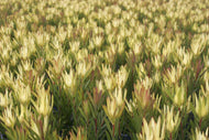 Leucadendron salignum Yellow Devil