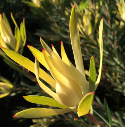 Leucadendron salignum Yellow Devil