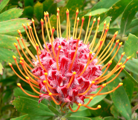 Leucospermum Scarlet Ribbons