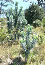 Load image into Gallery viewer, Leucadendron Silver Tree
