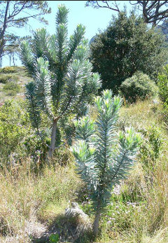 Leucadendron Silver Tree