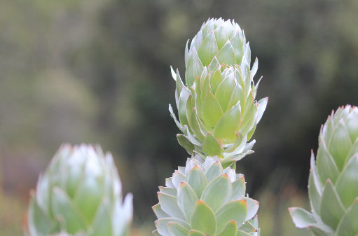 Leucadendron Silver Tree