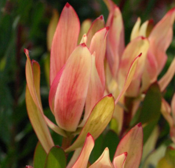Leucadendron 'Sixteen Candles'