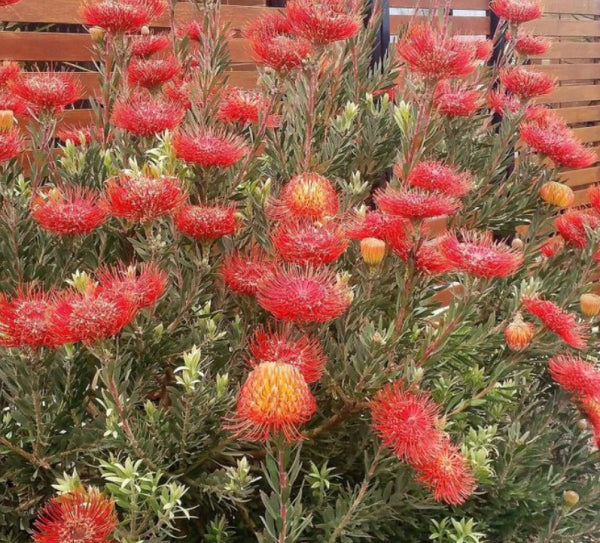 Leucospermum 'So tm Exquisite'