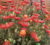 Leucospermum 'So tm Exquisite'