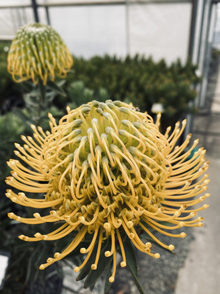 Leucospermum rtm 'So Majestic'