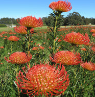 Leucospermum 'So Successful' TM